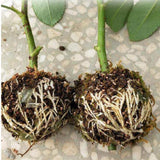 Plant Rooting Ball